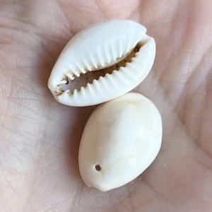 Přívěsek z kauri mušle, 20x14 mm, balení 5 ks