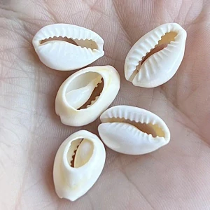 Kauri mušle, 15x10 mm, balení 5 ks