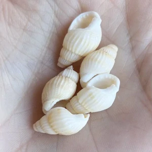 Korálky z mušlí, 17x8 mm, balení 5 ks