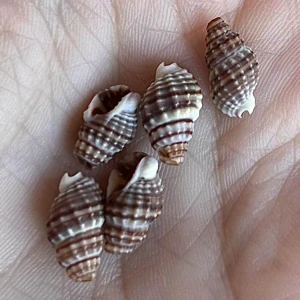 Korálky z mušlí, 12x7 mm, balení 5 ks